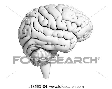 Human brain, illustration View Large Illustration Stock Illustration - Human brain, illustration. Fotosearch