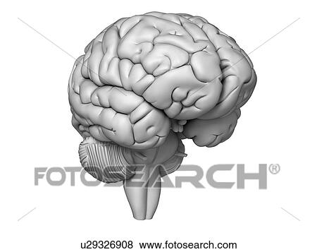 Human brain, illustration View Large Illustration Stock Illustration - Human brain, illustration. Fotosearch