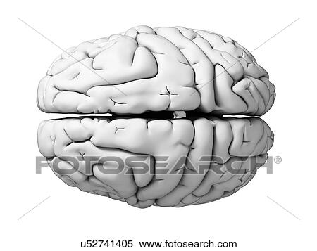 Stock Illustration - Human brain, illustration. Fotosearch