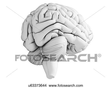 Stock Illustration - Human brain, illustration. Fotosearch