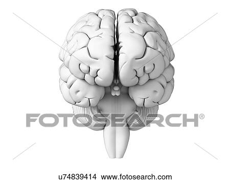 Human brain, illustration View Large Illustration Stock Illustration - Human brain, illustration. Fotosearch