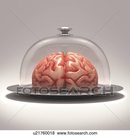 Human brain on platter, artwork View Large Illustration Stock Illustration - Human brain on platter, artwork. Fotosearch