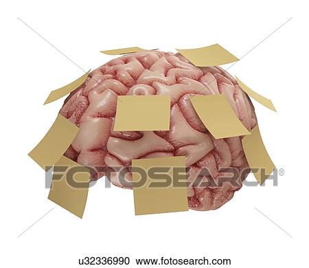 Human brain with sticky notes, artwork View Large Illustration Clipart - Human brain with sticky notes, artwork. Fotosearch