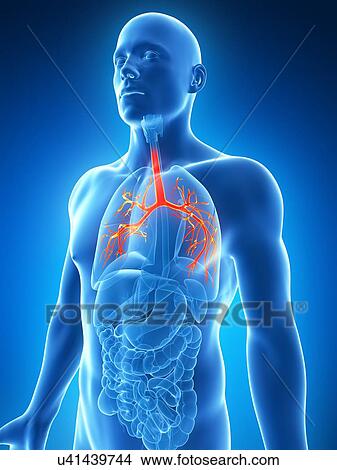 Human bronchi, illustration View Large Illustration Stock Illustration - Human bronchi, illustration. Fotosearch