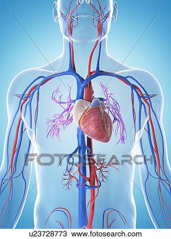 Human cardiovascular system, illustration View Large Illustration Drawing - Human cardiovascular system, illustration. Fotosearch