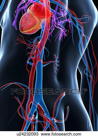 Human cardiovascular system, illustration View Large Illustration Drawing - Human cardiovascular system, illustration. Fotosearch