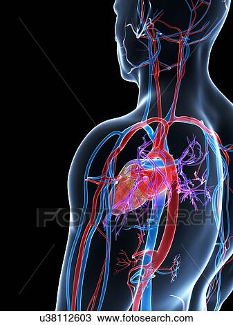 Human cardiovascular system, illustration View Large Illustration Drawing - Human cardiovascular system, illustration. Fotosearch