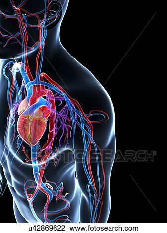 Drawing - Human cardiovascular system, illustration. Fotosearch