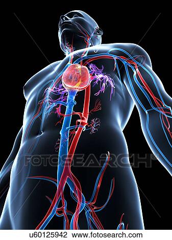 Drawing - Human cardiovascular system, illustration. Fotosearch