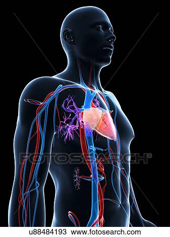 Drawing - Human cardiovascular system, illustration. Fotosearch