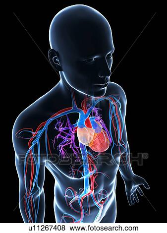 Human cardiovascular system, illustration View Large Illustration Stock Illustration - Human cardiovascular system, illustration. Fotosearch