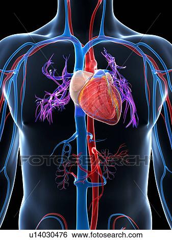 Human cardiovascular system, illustration View Large Illustration Stock Illustration - Human cardiovascular system, illustration. Fotosearch