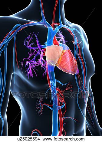 Human cardiovascular system, illustration View Large Illustration Stock Illustration - Human cardiovascular system, illustration. Fotosearch