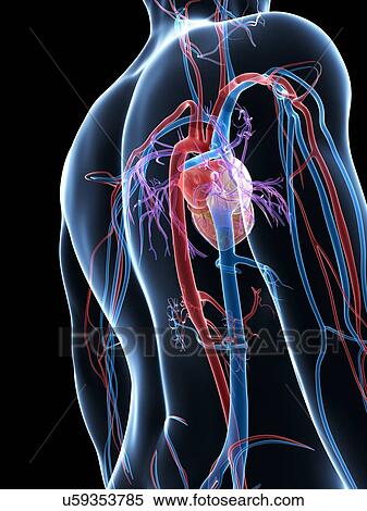 Human cardiovascular system, illustration View Large Illustration Stock Illustration - Human cardiovascular system, illustration. Fotosearch
