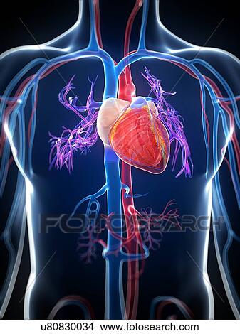 Stock Illustration - Human cardiovascular system, illustration. Fotosearch