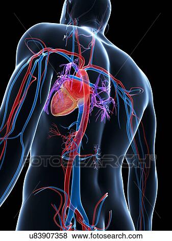 Human cardiovascular system, illustration View Large Illustration Stock Illustration - Human cardiovascular system, illustration. Fotosearch