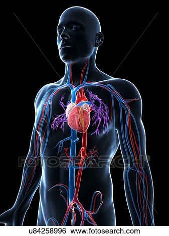 Human cardiovascular system, illustration View Large Illustration Stock Illustration - Human cardiovascular system, illustration. Fotosearch