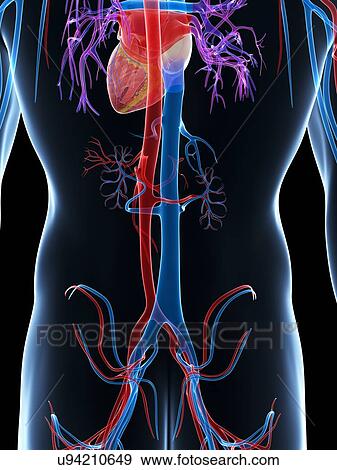 Human cardiovascular system, illustration View Large Illustration Stock Illustration - Human cardiovascular system, illustration. Fotosearch