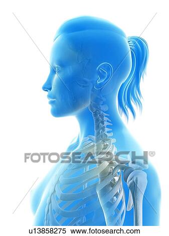 Stock Illustration - Human cervical spine, illustration. Fotosearch