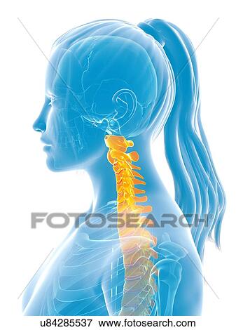 Stock Illustration - Human cervical spine, illustration. Fotosearch