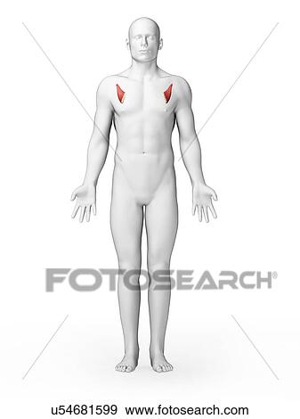 Stock Illustration - Human chest muscles, illustration. Fotosearch