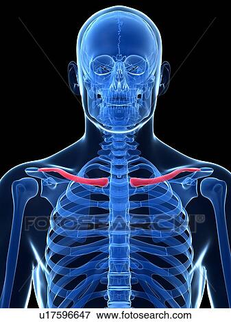 Human collar bone, illustration View Large Illustration Stock Illustration - Human collar bone, illustration. Fotosearch