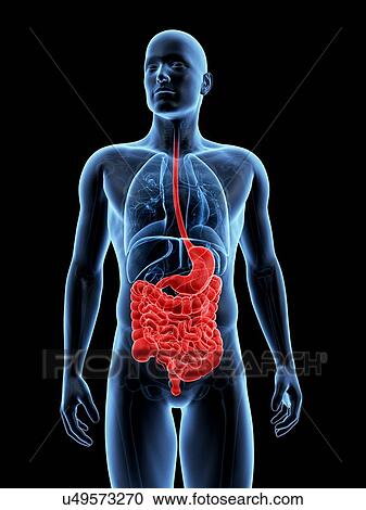 Clipart - Human digestive system, illustration. Fotosearch