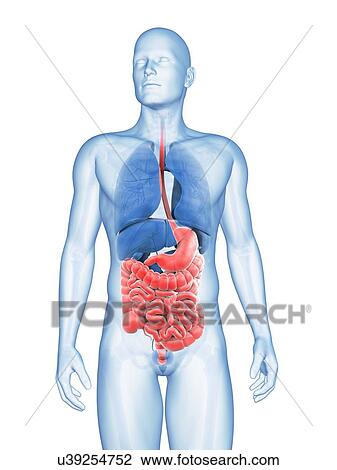 Drawing - Human digestive system, illustration. Fotosearch