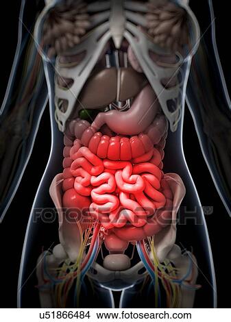 Stock Illustration - Human digestive system, illustration. Fotosearch