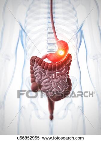 Human digestive system, illustration View Large Illustration Stock Illustration - Human digestive system, illustration. Fotosearch
