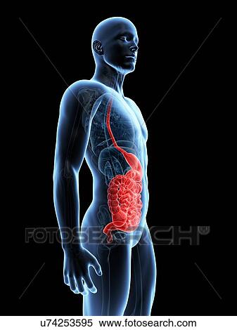 Stock Illustration - Human digestive system, illustration. Fotosearch