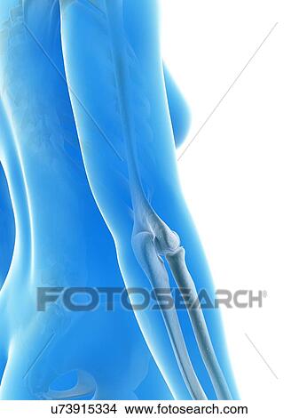Stock Illustration - Human elbow joint, illustration. Fotosearch