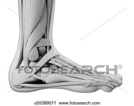 Human foot anatomy, illustration View Large Illustration Clip Art - Human foot anatomy, illustration. Fotosearch