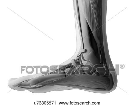 Clip Art - Human foot anatomy, illustration. Fotosearch