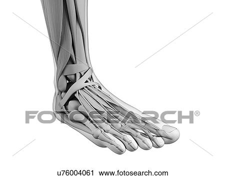 Clip Art - Human foot anatomy, illustration. Fotosearch