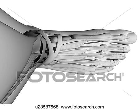 Human foot anatomy, illustration View Large Illustration Stock Illustration - Human foot anatomy, illustration. Fotosearch