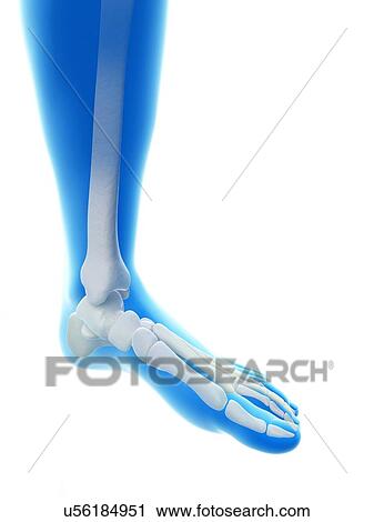 Clip Art - Human foot bones, illustration. Fotosearch