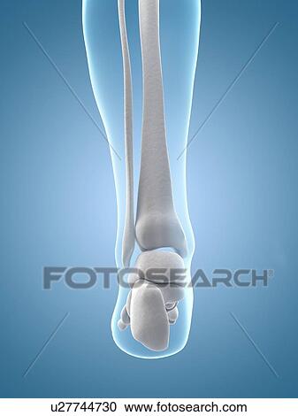 Human foot bones, illustration View Large Illustration Clipart - Human foot bones, illustration. Fotosearch