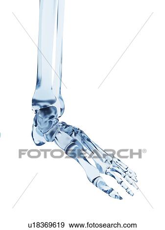 Human foot bones, illustration View Large Illustration Stock Illustration - Human foot bones, illustration. Fotosearch
