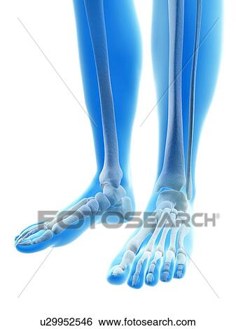 Stock Illustration - Human foot bones, illustration. Fotosearch