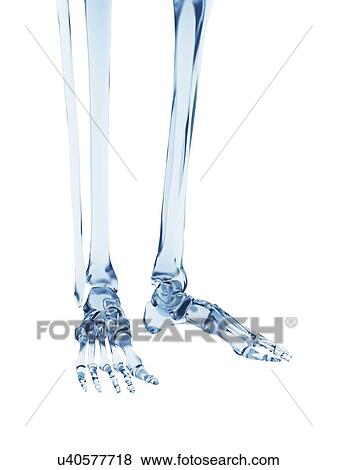 Stock Illustration - Human foot bones, illustration. Fotosearch