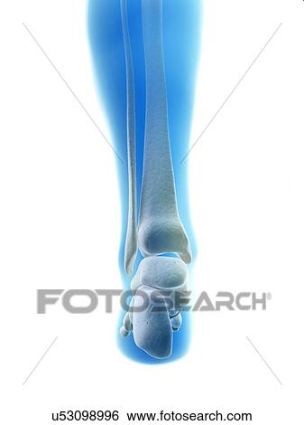 Stock Illustration - Human foot bones, illustration. Fotosearch