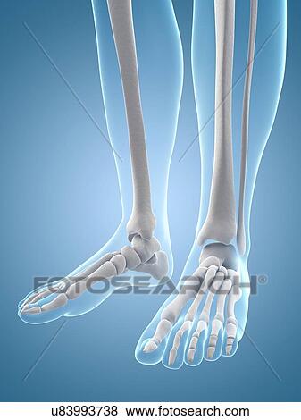 Human foot bones, illustration View Large Illustration Stock Illustration - Human foot bones, illustration. Fotosearch