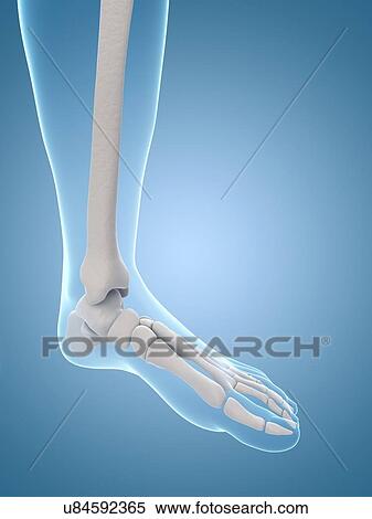 Stock Illustration - Human foot bones, illustration. Fotosearch