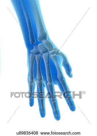 Stock Illustration - Human hand bones, illustration. Fotosearch