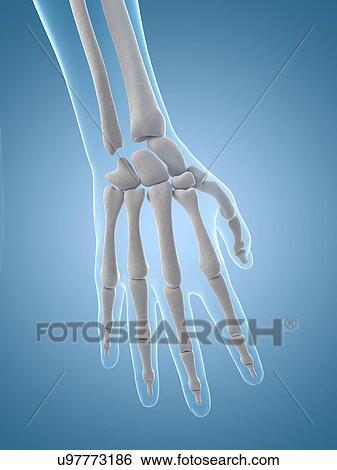 Human hand bones, illustration View Large Illustration Stock Illustration - Human hand bones, illustration. Fotosearch