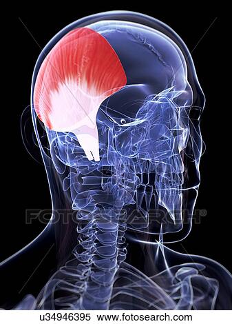 Stock Illustration - Human head muscle, illustration. Fotosearch