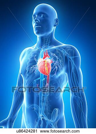 Human heart, illustration View Large Illustration Clip Art - Human heart, illustration. Fotosearch