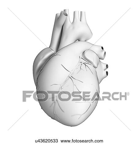 Human heart, illustration View Large Illustration Drawing - Human heart, illustration. Fotosearch
