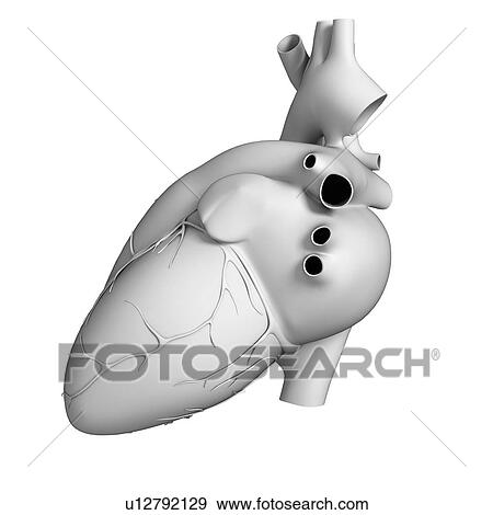 Human heart, illustration View Large Illustration Stock Illustration - Human heart, illustration. Fotosearch